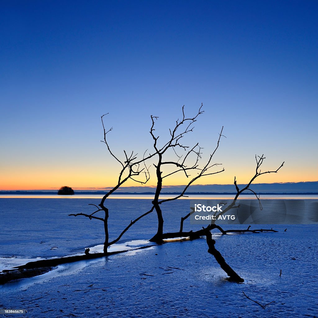 Tree Trunk in Frozen Lake at Sunrise 2000-2009 Stock Photo