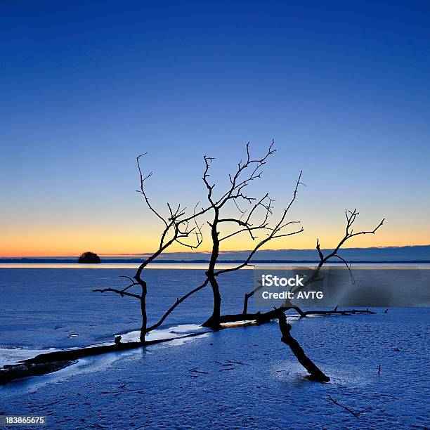 Tree Trunk In Frozen Lake At Sunrise Stock Photo - Download Image Now - 2000-2009, Bare Tree, Blue