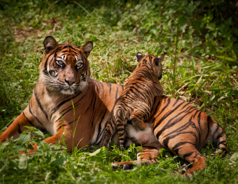 Mother Tiger with Cub