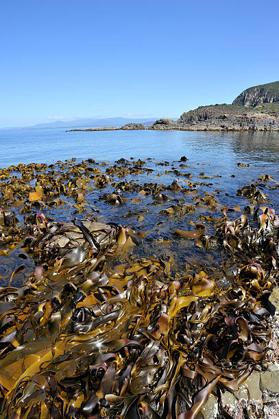 istock Bruny Island in Tasmania 183865995