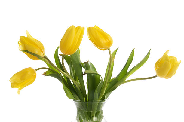 istock Yellow tulips in glass vase. 183866223