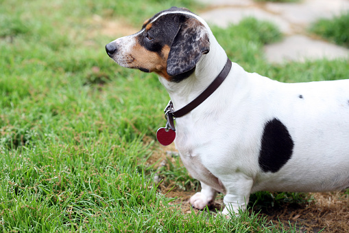 Senior gray-nosed beagle sitting on grass