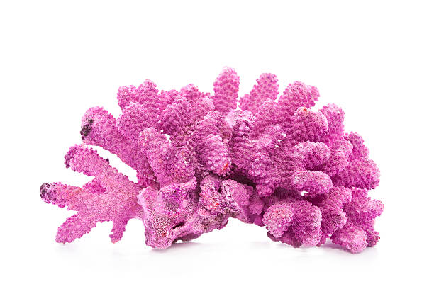 Coral Coral isolated on white background coral colored photos stock pictures, royalty-free photos & images