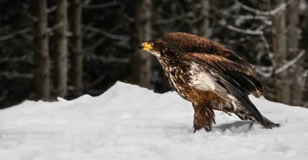 A close-up profile photography of a juvenile bald eagle (Haliaeetus leucocephalus) sitting in snow, about to fly away, dark forest in the background