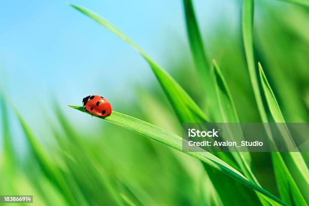 Marienkäfer Auf Gras Stockfoto und mehr Bilder von Marienkäfer - Marienkäfer, Gras, Blatt - Pflanzenbestandteile