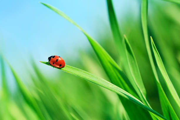 biedronka na trawie - ladybug grass leaf close up zdjęcia i obrazy z banku zdjęć