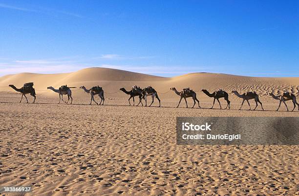 Dromedary Paesaggio Del Deserto Del Sahara - Fotografie stock e altre immagini di Africa - Africa, Ambientazione esterna, Animale