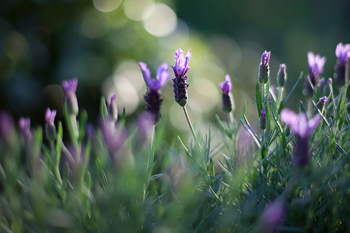 lavender in late afternoon sun