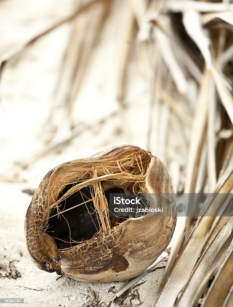 코코넛 겉껍질 - 로열티 프리 0명 스톡 사진