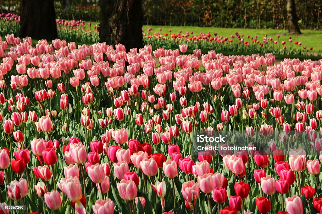 Tulpe-Garten - Lizenzfrei Blume Stock-Foto