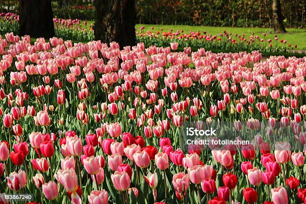 Tulpegarten Stockfoto und mehr Bilder von Blume - Blume, Blumenbeet, Blütenblatt