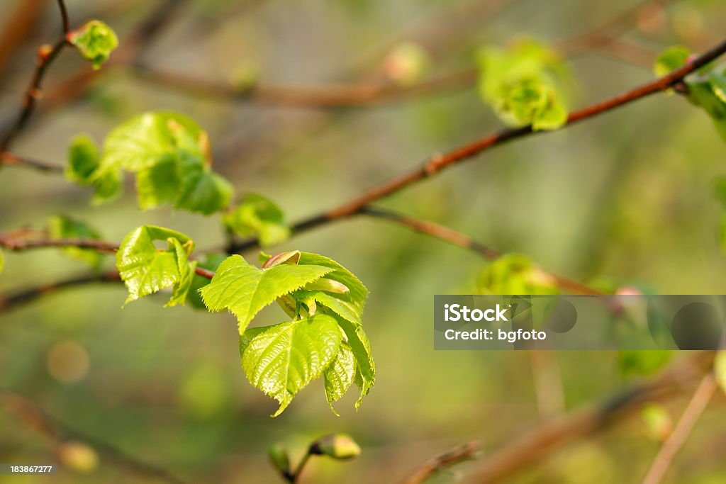 Primavera verde foglie - Foto stock royalty-free di Albero