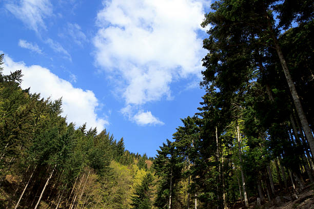 alberi del telaio abete blu cielo - black forest forest sky blue foto e immagini stock