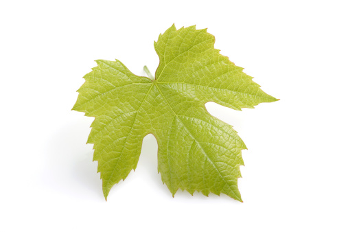 Young fresh grape leaf with a bit of shadow on a white background.