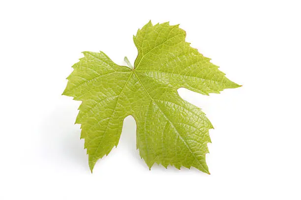 Photo of Young fresh grape leaf