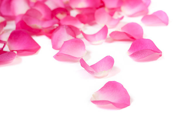 istock Close-up of rose petals on white 183867852