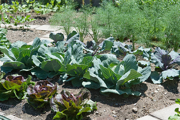 istock Organic Cabbages and Dill in the Garden 183867930