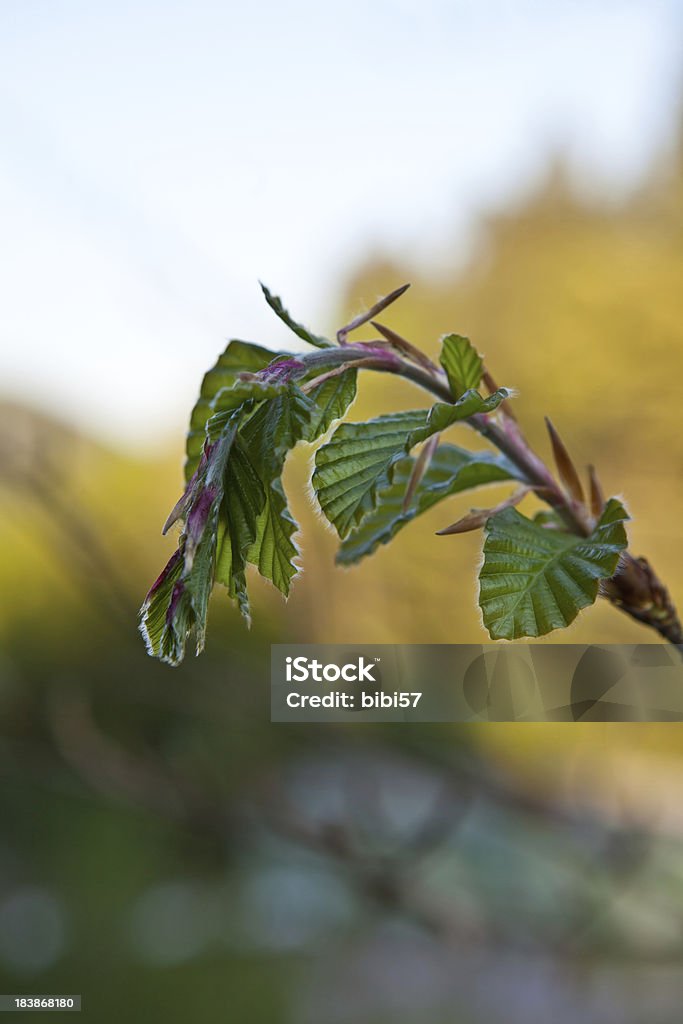 beech Blätter Entfaltung - Lizenzfrei Bildhintergrund Stock-Foto