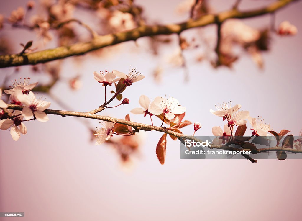 Cerisiers en fleurs du printemps fleur de nature sauvage - Photo de Avril libre de droits