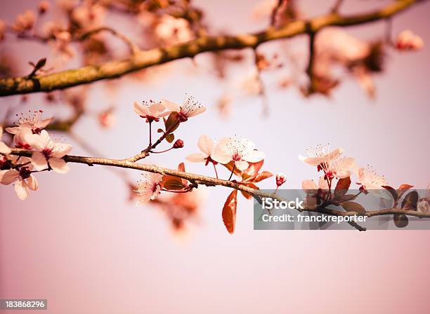 Photo libre de droit de Cerisiers En Fleurs Du Printemps Fleur De Nature Sauvage banque d'images et plus d'images libres de droit de Avril