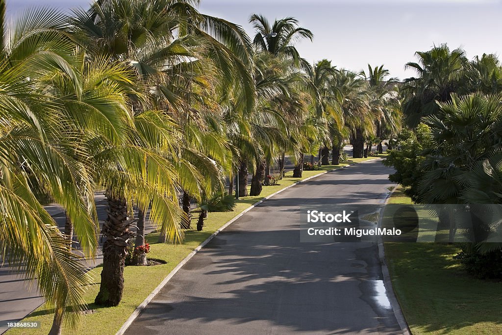Palmeira Boulevard - Royalty-free Alfalto Foto de stock