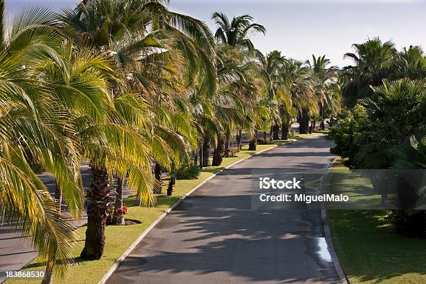 Palmeira Boulevard - Fotografias de stock e mais imagens de Alfalto - Alfalto, Avenida, Bulevar