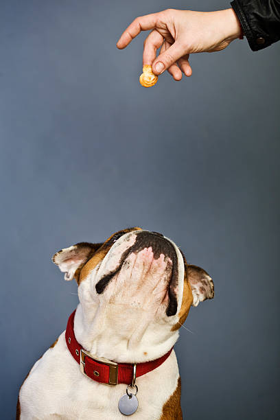 istock Brown and white bulldog waiting for a snak 183868639