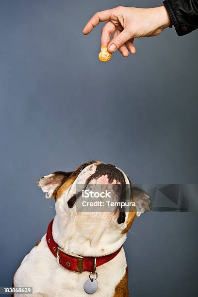 Brown And White Bulldog Waiting For A Snak Stock Photo - Download Image Now - Bulldog, Looking Up, Snack