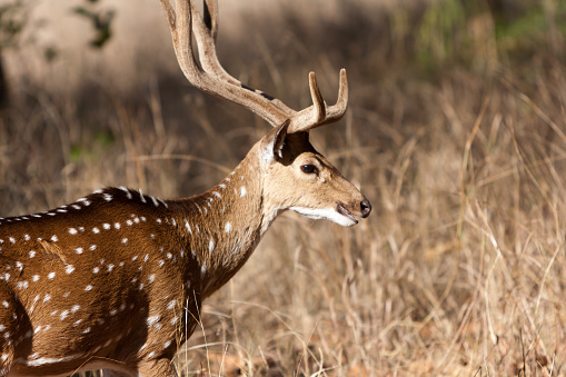 Deer  at graze in Kanha National Park, India.
