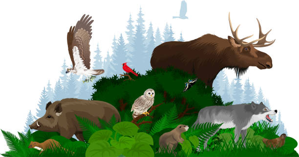 Vector woodland forest illustration with animals Vector woodland forest illustration with animals the boar fish stock illustrations