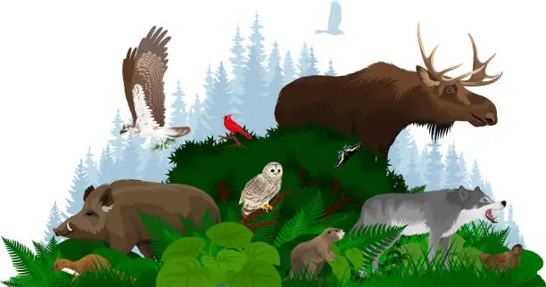 Vector illustration of Vector woodland forest illustration with animals