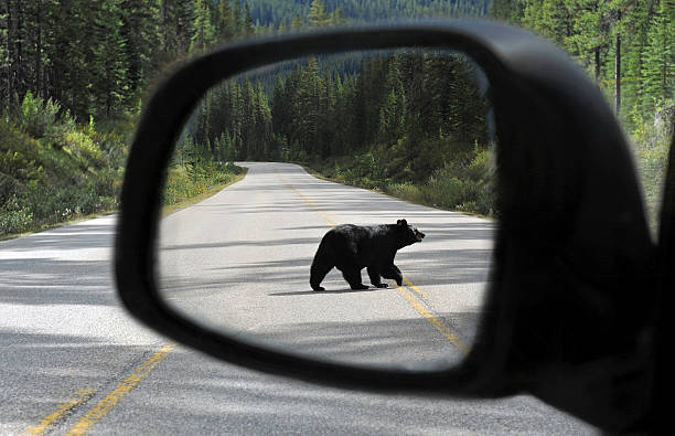 Canadian mirror "Automobile wing side-view mirror view of a young back bear crossing a remote highway in the Canadian RockiesAlberta, Canada" banff national park photos stock pictures, royalty-free photos & images