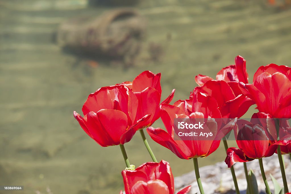 Tulipano rosso in un giardino - Foto stock royalty-free di Agricoltura