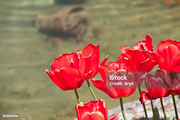 Tulipano Rosso In Un Giardino - Fotografie stock e altre immagini di Agricoltura - Agricoltura, Ambientazione esterna, Ambientazione tranquilla