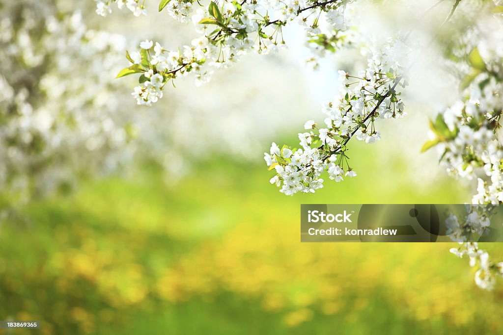 Весенний сад - Стоковые фото Белый роялти-фри