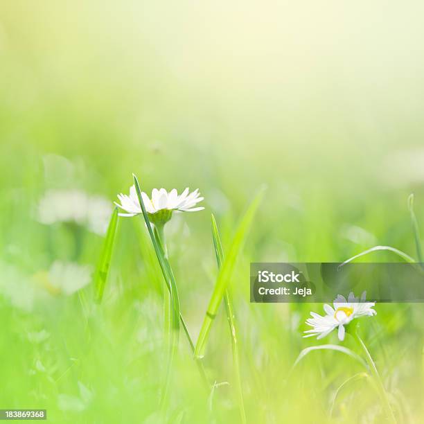 Gänseblümchen Im Feld Stockfoto und mehr Bilder von Baumblüte - Baumblüte, Bildhintergrund, Bildschärfe