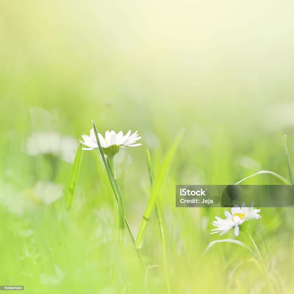 Daisies dans le domaine. - Photo de Anthémis libre de droits