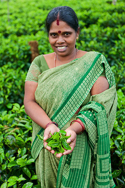 istock Tamil tea pickers, Sri Lanka 183869441