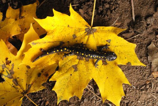 A Salamander is crawling across a bright yellow leaf in fall colors. The salamander has matching yellow spots.