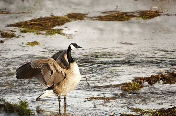 istock Canadian Goose Standing in Shallow Water 183869614