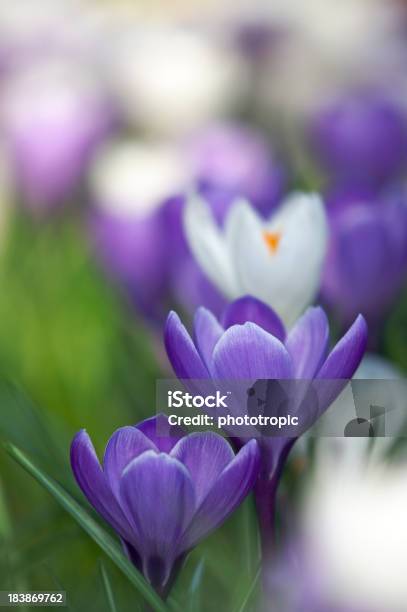 紫と白 Crocuses - アウトフォーカスのストックフォトや画像を多数ご用意 - アウトフォーカス, オレンジ色, クロッカス