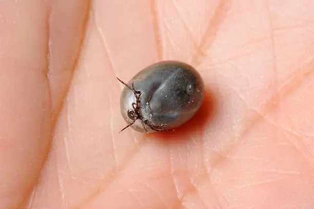 Photo of Fully Engorged Saturated Tick, Macro - Lyme Disease (XXXL)