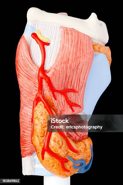 Menschliche Kehlkopf Stockfoto und mehr Bilder von Anatomie - Anatomie, Anatomisches Modell, Einzelner Gegenstand