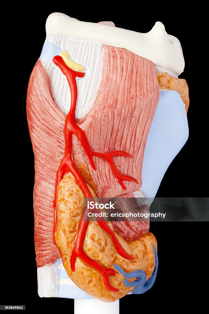 Человеческий Гортань - Стоковые фото Анатомическая модель роялти-фри