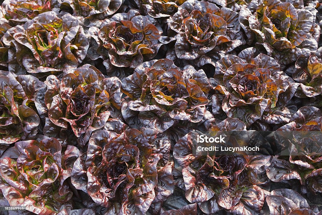 Frischer Salat - Lizenzfrei Bunt - Farbton Stock-Foto