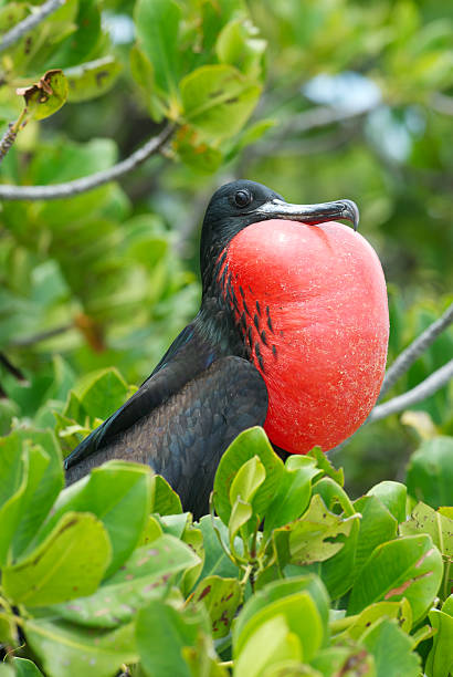 one frigate bird male in mangrove tree male frigate bird in mangrove tree with extended red breeding display pouch fregata minor stock pictures, royalty-free photos & images