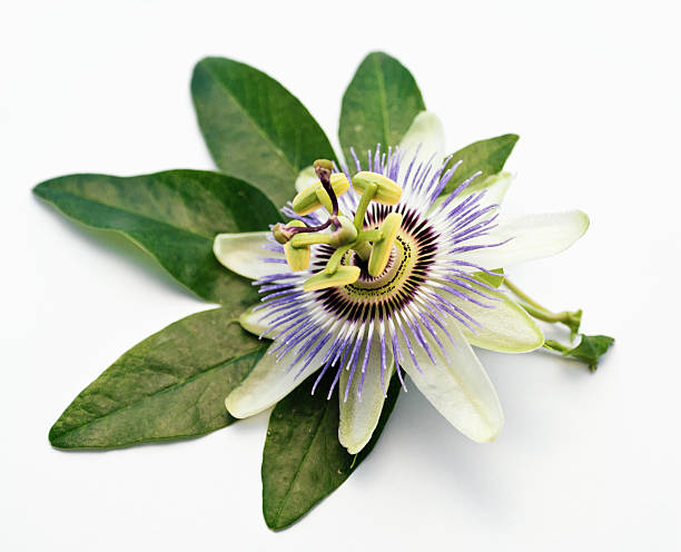 Passion Flower Passion fruit flower on a white background passion fruit flower stock pictures, royalty-free photos & images