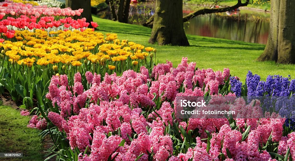 Garten im Frühling - Lizenzfrei Blume Stock-Foto