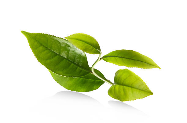 Leaf Tea leaf with clipping path black tea stock pictures, royalty-free photos & images