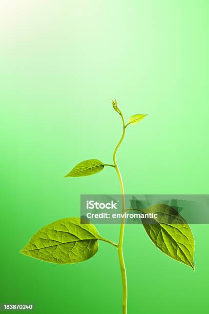 Klettern Pflanze In Richtung Das Licht Stockfoto und mehr Bilder von Anfang - Anfang, Bildschärfe, Blatt - Pflanzenbestandteile